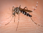 Disinfestazione delle zanzare: come allontanarle dal giardino