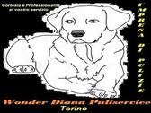 Logo Wonder Diana Puliservice
