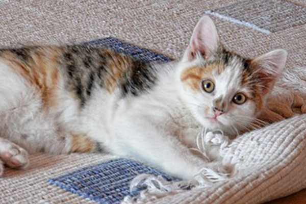 chaton-moquette.jpg