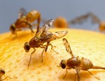 Invasione di moscerini: cosa fare?