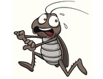 Ci sono scarafaggi nella mia casa. Che faccio?