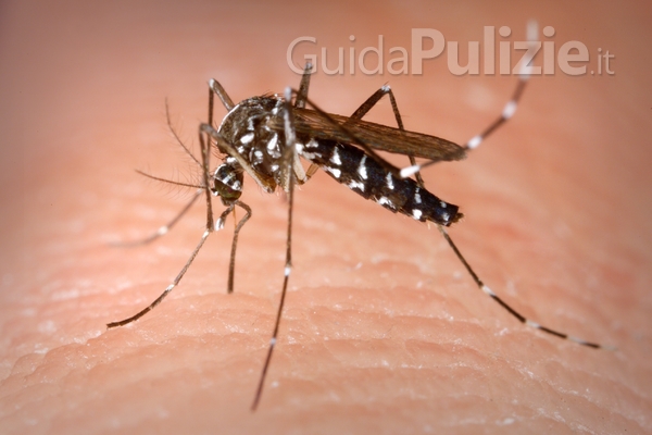 Disinfestazione delle zanzare: come allontanarle dal giardino