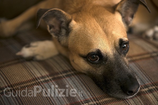 Cane in casa? Trucchi per pulire