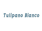 Tulipano Bianco