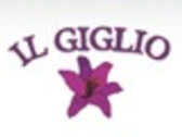 IL GIGLIO