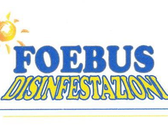 Foebus Disinfestazioni