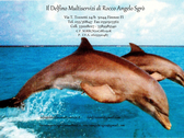 Il Delfino Multiservizi